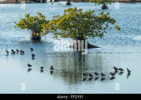 Strandläufer Fütterung in flachen Mangrove Sumpf, Merrit Island National WIldlife Refuge Stockfoto