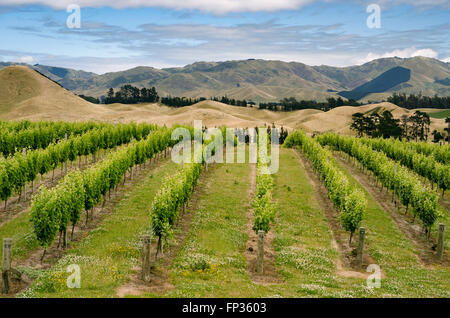 Weinberg mit Reben, Nelson, Südinsel, Neuseeland Stockfoto