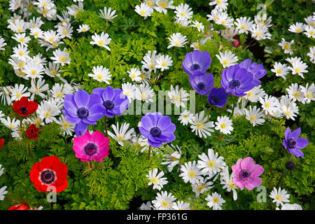 Verschiedenen Anemonen in eine Feder Blume Bett, Mohn Anemone (Anemone Coronaria De Caen Vielzahl) und Winter Windflower (Anemone Stockfoto