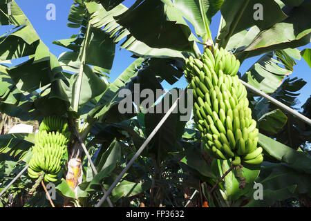 Kanarische Banane (Musa sp.), Bananenbaum in einer Plantage in der Nähe von San Andres, La Palma, Kanarische Inseln, Spanien Stockfoto