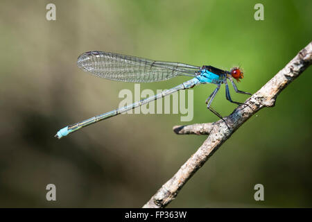 Rotäugigen Damselfly (Erythromma Najas), Männlich, Damselfly, Pupplinger Au, Upper Bavaria, Bavaria, Germany Stockfoto