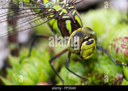 Südlichen Hawker (Aeshna Cyanea), Porträt, Weiblich, Upper Bavaria, Bavaria, Germany Stockfoto