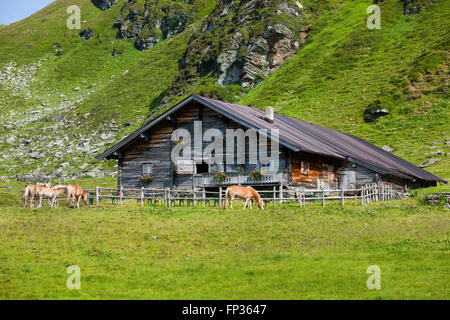 Haflingerpferde vor Berghütte auf der Weide, Sintersbach Hochalm Weide, Kitzbüheler Alpen, Tirol, Österreich Stockfoto