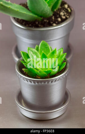 Aloe und Graptopetalum Sukkulenten in Silber Metallic Topfpflanze auf silbernem Hintergrund Stockfoto