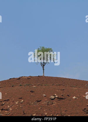 Weit Blick auf ein einsamer Baum auf Hügel Stockfoto