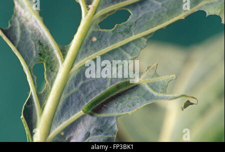 CATERPILLAR DER KOHL WEIßEN SCHMETTERLING UND BESCHÄDIGTE EIN KOHLBLATT ZUGEFÜGT Stockfoto