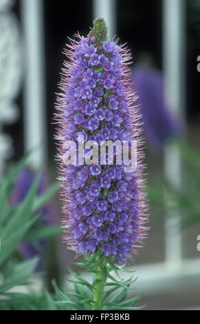 Echium Candicans-stolz von Madeira Stockfoto