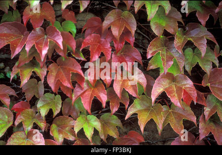 PARTHENOCISSUS TRICUSPIDATA (WILDEM WEIN) Stockfoto