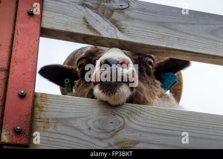 Herde Schafe hinter LKW hinter Schienen Stockfoto