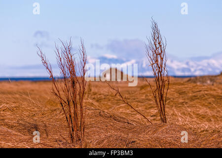 Wiese in der Nähe von Reykjavik mit Esja im Hintergrund und einem leeren Bauernhaus. Stockfoto