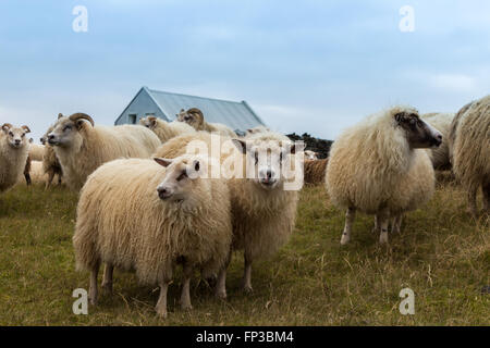 Schafe in Grindavik, Island Stockfoto