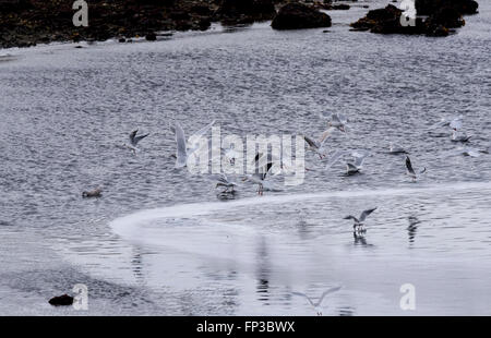 Eine Herde von gemischten Möwen, aber mit dem Fokus auf eine große schwarz-unterstützte Möve am Stykkisholmur, Island Stockfoto