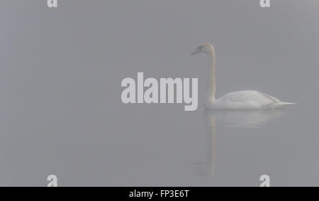 Erwachsenen Höckerschwan an einem nebligen See schwimmen. Stockfoto