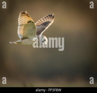 Wilde Short eared Eule im Flug, wir freuen uns, Flügel oben (Asio Flammeus) Stockfoto