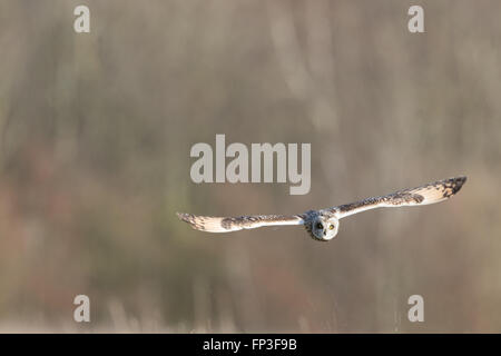 Wilde Short eared Eule im Flug Richtung geradlinig (Asio Flammeus) Stockfoto