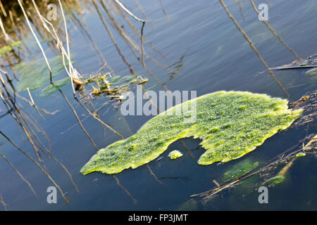 kleines Stück grüne Decke Unkraut Cladophora SP Matten von schwimmenden Wasserpflanzen Algen an der Oberfläche. Stockfoto