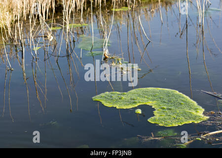 kleines Stück grüne Decke Unkraut Cladophora SP Matten von schwimmenden Wasserpflanzen Algen an der Oberfläche. Stockfoto