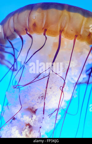 Meer Brennnessel Gelee (Chrysaora Fuscescens) in das Aquarium von Monterey, Kalifornien, USA Stockfoto