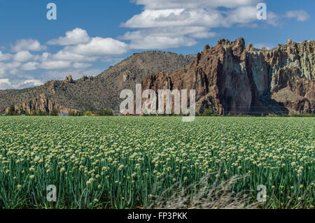 Bereich der Zwiebelpflanzen in Blüte gewachsen, Zwiebel Saatgut zu produzieren.  Ost-Oregon, USA Stockfoto