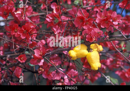 CHAENOMELES IN BLUME ALLGEMEIN BEKANNT ALS BLÜHENDE QUITTE oder Japanische blühende Quitte. Stockfoto