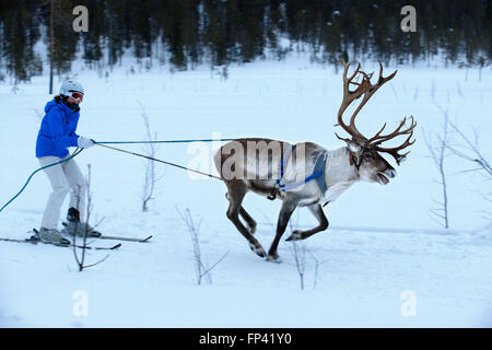 Salla-Skigebiet. Skifahren mit Rentieren. Salla, Lappland, Finnland. Rennen. Winter bedeutet Rentier Spiele in einigen Teil der Kühler Stockfoto