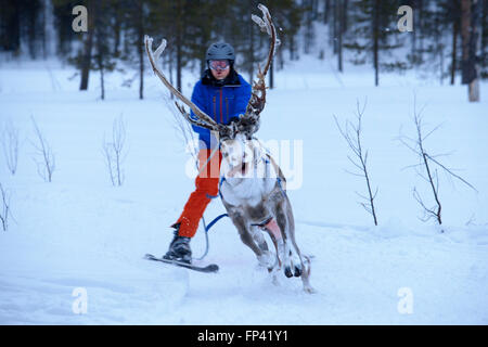 Salla-Skigebiet. Skifahren mit Rentieren. Salla, Lappland, Finnland. Rennen. Winter bedeutet Rentier Spiele in einigen Teil der Kühler Stockfoto