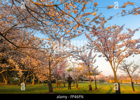 Mann im Business-Anzug Wandern unter Kirschblütenbäumen in Washington DC sehr früh am Morgen, bevor die Massen kommen. Stockfoto