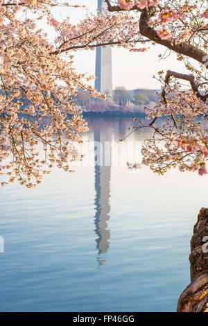 Washington DC Washington Monument spiegelt sich im Wasser des Tidal Basin an einem ruhigen Tag. National Cherry Blossom Festival. Stockfoto