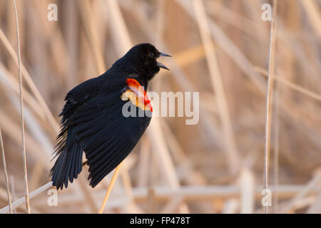 Rufen männliche Rotschulterstärling, (Agelaius Phoeniceus), Bosque del Apache National Wildlife Refuge, New Mexico, USA. Stockfoto