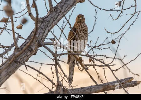 Unreife Cooper's Hawk, (Accipiter Cooperii), Bosque del Apache National Wildlife Refuge, Socorro co., New Mexico, USA. Stockfoto