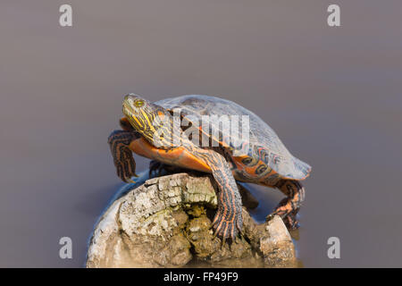 Big Bend Regler, (ist Gaigeae Gaigeae), sonnen sich in Bosque del Apache National Wildlife Refuge, New Mexico, USA. Stockfoto