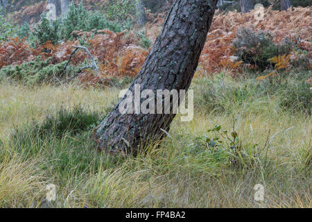 Bellen und Flechten auf Scots Kiefer, lateinischer Name Pinus Sylvestris, wächst am Rand des Waldes Stockfoto