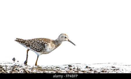Bruchwasserläufer in weißen Hintergrund isoliert; Specie Tringa Glareola Familie von Scolopacidae Stockfoto
