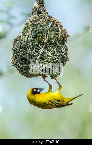 Südlichen maskiert-Weaver im Krüger-Nationalpark, Südafrika; Specie Ploceus Velatus Familie der meisten Stockfoto