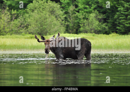 ALCES Alces: Ein Elch steht in einem See in Algonquin Nationalpark, Ontario, Kanada Stockfoto