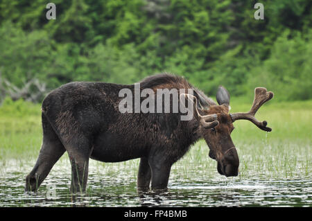 ALCES Alces: Ein Elch steht in einem See in Algonquin Nationalpark, Ontario, Kanada Stockfoto