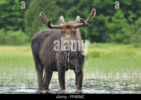 ALCES Alces: Ein Elch steht in einem See in Algonquin Nationalpark, Ontario, Kanada Stockfoto