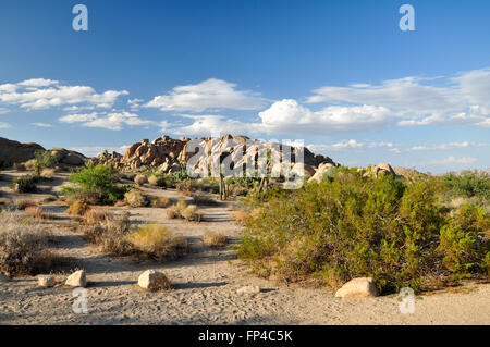 Landschaft mit Yucca Palme im Joshua Tree National Park Stockfoto