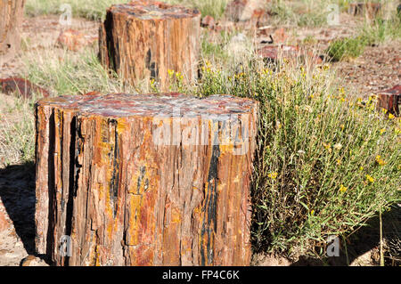 Bunte versteinert an riesigen Holzscheite im Petrified Forest National Park, USA Stockfoto