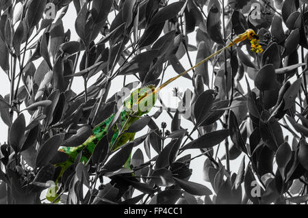 Furcifer Pardalis: ein Pantherchamäleon Fütterung Stockfoto