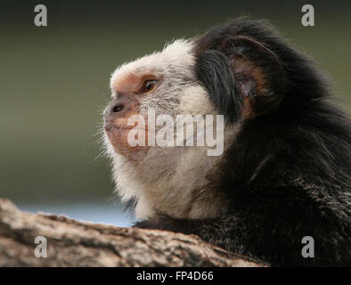 Brasilianische weiß leitete Marmoset a.k.a. Geoffroy Ohr Marmoset (Callithrix Geoffroyi) getuftet. Nahaufnahme, im Profil gesehen Stockfoto