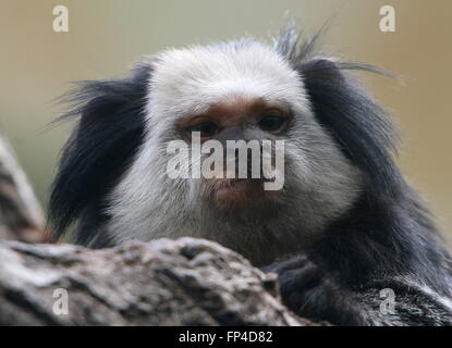 South American White leitete Marmoset a.k.a. Geoffroy Ohr Marmoset (Callithrix Geoffroyi) getuftet. Stammt aus der brasilianischen Küste Stockfoto