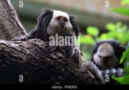 Brasilianische weiß leitete Marmoset a.k.a. Geoffroy getuftet ist Ohr Marmoset (Callithrix Geoffroyi), ein weiterer Marmoset im Hintergrund Stockfoto