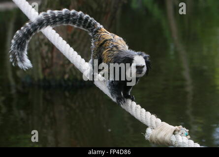 Schmalen Grat wandern brasilianischen weiß leitete Marmoset a.k.a. Geoffroy Ohr Marmoset (Callithrix Geoffroyi) getuftet. Stockfoto