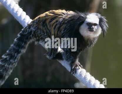 South American White leitete Marmoset a.k.a. Geoffroy Ohr Marmoset (Callithrix Geoffroyi) getuftet. Stammt aus der brasilianischen Küste Stockfoto