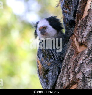 South American White leitete Marmoset a.k.a. Geoffroy Ohr Marmoset (Callithrix Geoffroyi) getuftet. Stammt aus der brasilianischen Küste Stockfoto