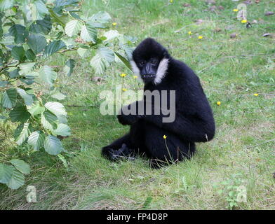 Männliche South East Asian nördlichen weißen Wangen Gibbon (Nomascus Leucogenys) auf dem Boden Stockfoto