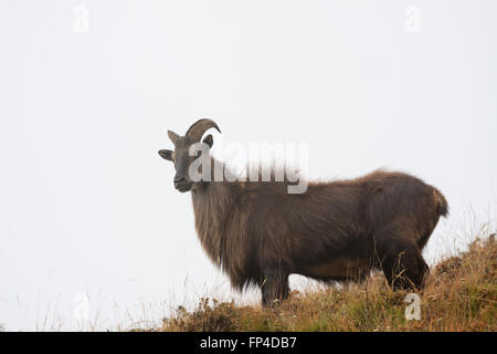 Himalaya-Tahr (Hemitragus Jemlahicus). Sagarmatha Nationalpark. Solukhumbu Bezirk. Nepal. Stockfoto