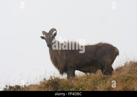 Himalaya-Tahr (Hemitragus Jemlahicus). Sagarmatha Nationalpark. Solukhumbu Bezirk. Nepal. Stockfoto