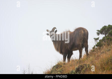 Himalaya-Tahr (Hemitragus Jemlahicus). Sagarmatha Nationalpark. Solukhumbu Bezirk. Nepal. Stockfoto